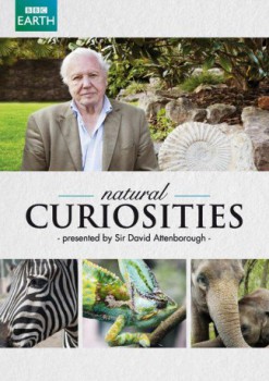 poster Natural Curiosities(2013)